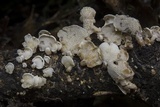 Panellus pusillus image