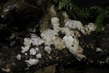 Panellus pusillus image
