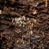 Henningsomyces candidus image