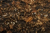Henningsomyces candidus image