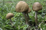 Lacrymaria hypertropicalis image