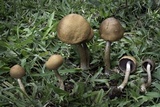 Lacrymaria hypertropicalis image