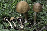 Lacrymaria hypertropicalis image