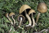 Lacrymaria hypertropicalis image