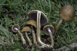 Lacrymaria hypertropicalis image