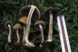 Lacrymaria hypertropicalis image