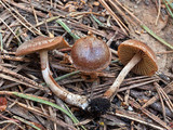 Pachylepyrium carbonicola image