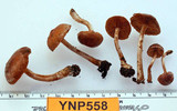 Pachylepyrium carbonicola image
