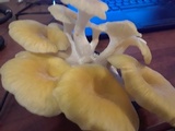 Pleurotus citrinopileatus image