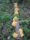 Pleurotus citrinopileatus image
