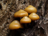 Kuehneromyces vernalis image