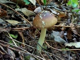 Amanita solaniolens image