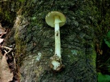 Amanita solaniolens image