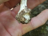 Amanita solaniolens image