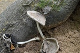 Coprinopsis alopecia image