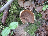Disciotis venosa image