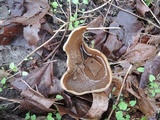 Disciotis venosa image