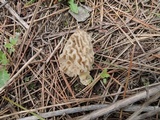 Morchella americana image