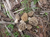 Morchella americana image