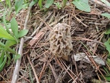 Morchella americana image