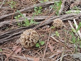 Morchella americana image