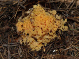 Ramaria rubricarnata var. verna image