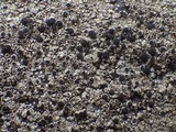 Rinodina beccariana image
