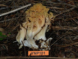 Ramaria rubricarnata var. verna image