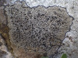 Rinodina beccariana image