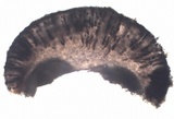Rinodina beccariana image