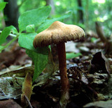 Cortinarius distans image