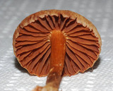 Cortinarius distans image