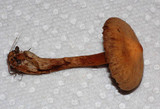 Cortinarius distans image