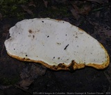 Flaviporus brownii image