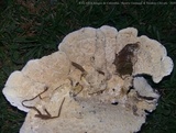 Trametes villosa image