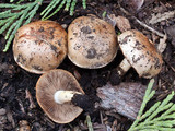 Pholiota molesta image