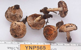 Pholiota molesta image