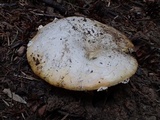 Amanita aprica image