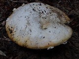 Amanita aprica image
