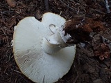 Amanita aprica image