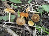 Agrocybe vervacti image