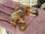 Agrocybe vervacti image