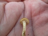 Agrocybe vervacti image