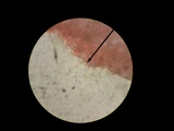 Agrocybe vervacti image