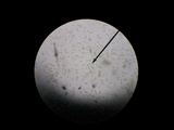 Agrocybe vervacti image