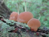 Auricularia americana image