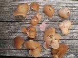 Auricularia americana image