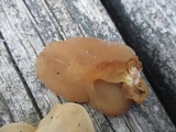 Auricularia americana image