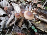 Gymnopus semihirtipes image