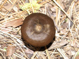 Entoloma vernum image